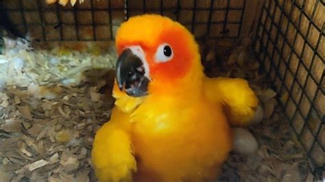 sun conure nesting box